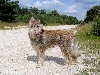 - Flox du Domaine de Sursaint, un beau et bon chien.