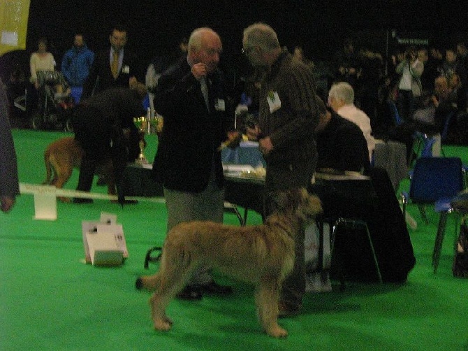 De Hagan Ava - Iopas meilleur puppy à l'exposition de Douai