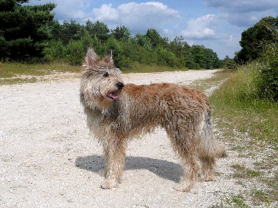 De Hagan Ava - Flox du Domaine de Sursaint, un beau et bon chien.