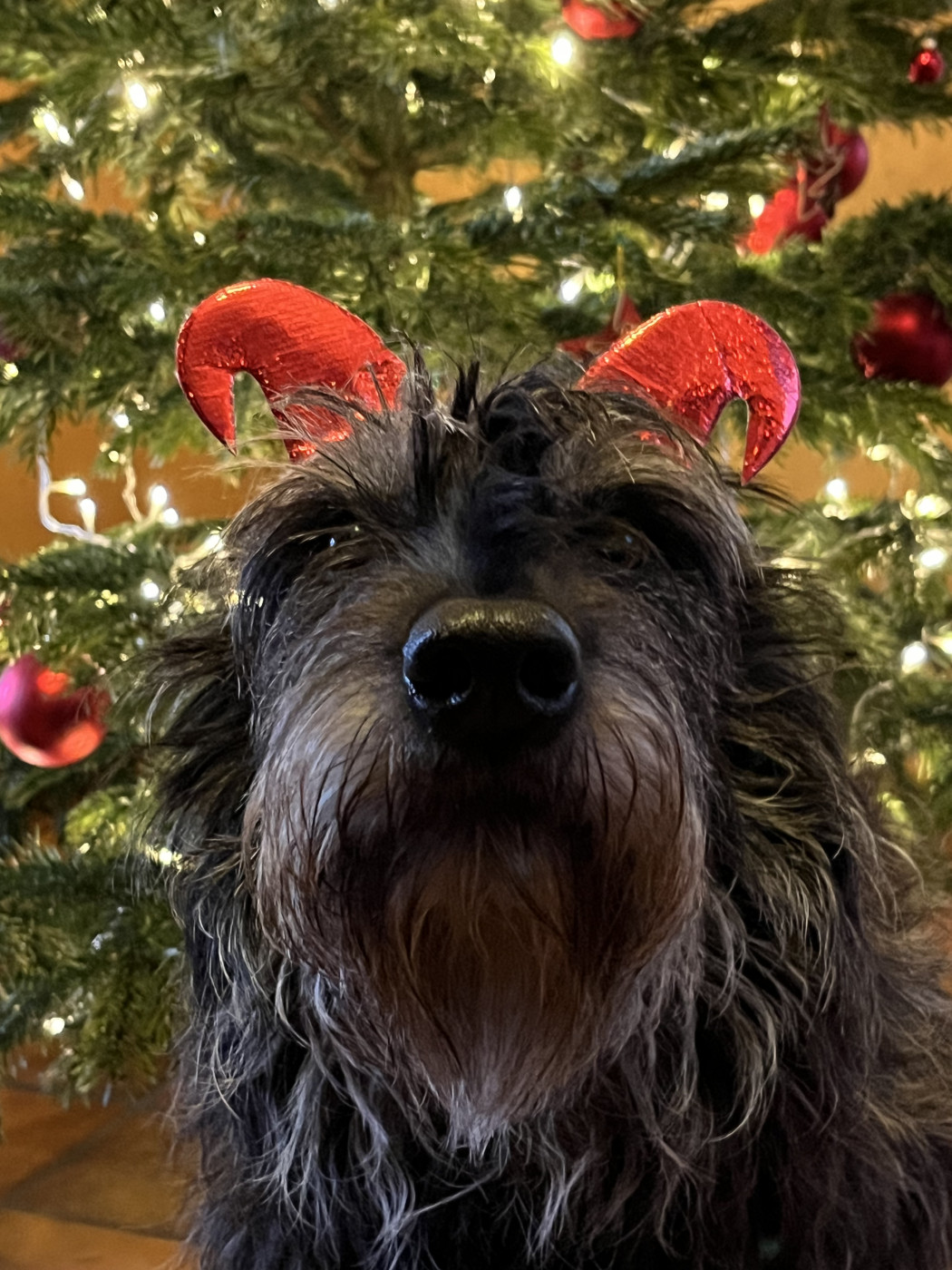 Joyeux Noel de la part de Prêle de Hagan Ava !