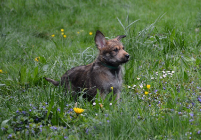 ARES